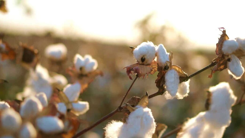 cotton plant hero 1290x724 1