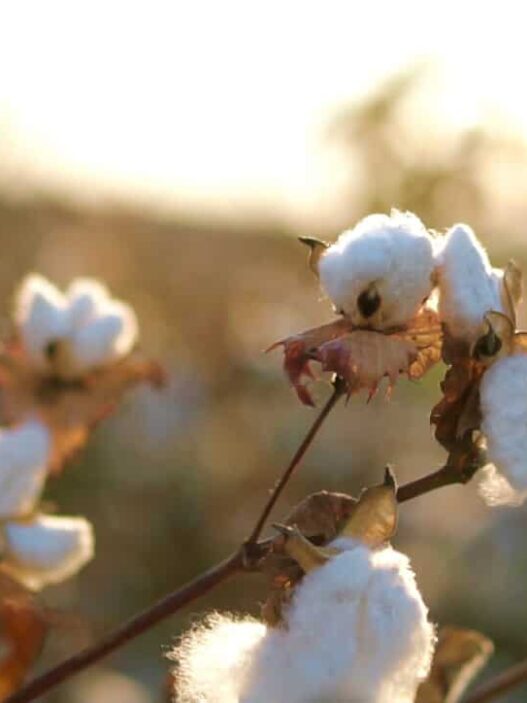 cotton plant hero 1290x724 1